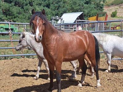 Shetland Pony at Stud