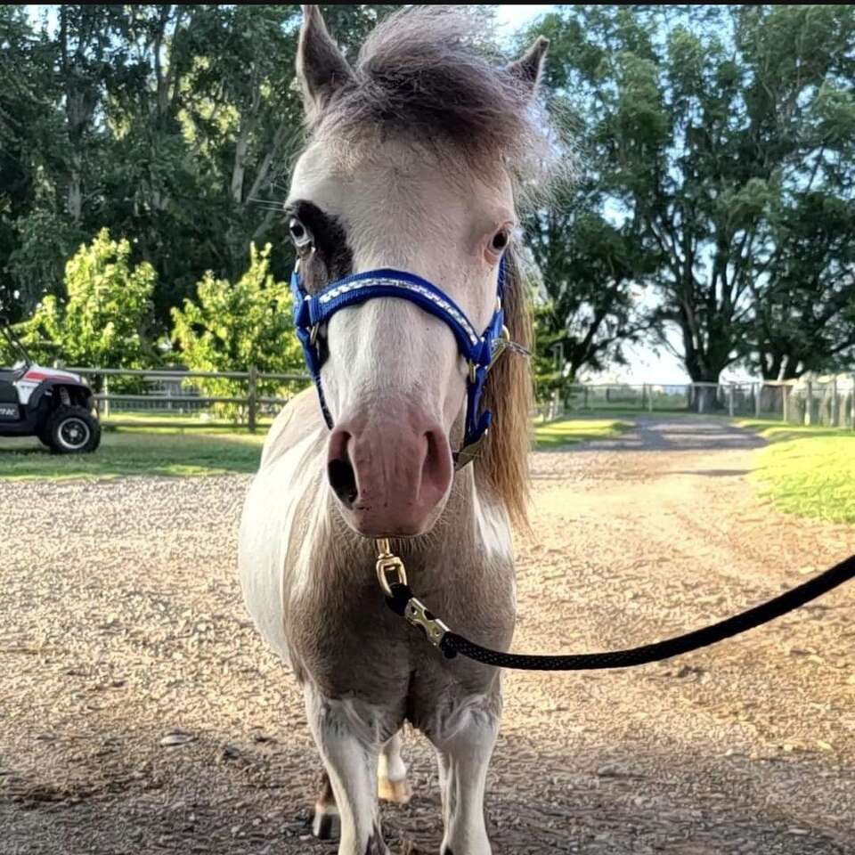 Grulla Frame Splash miniature AMHA, AMHR stallion