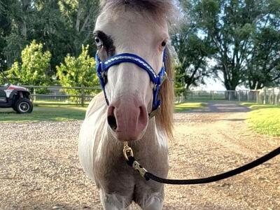 Grulla Frame Splash miniature AMHA, AMHR stallion