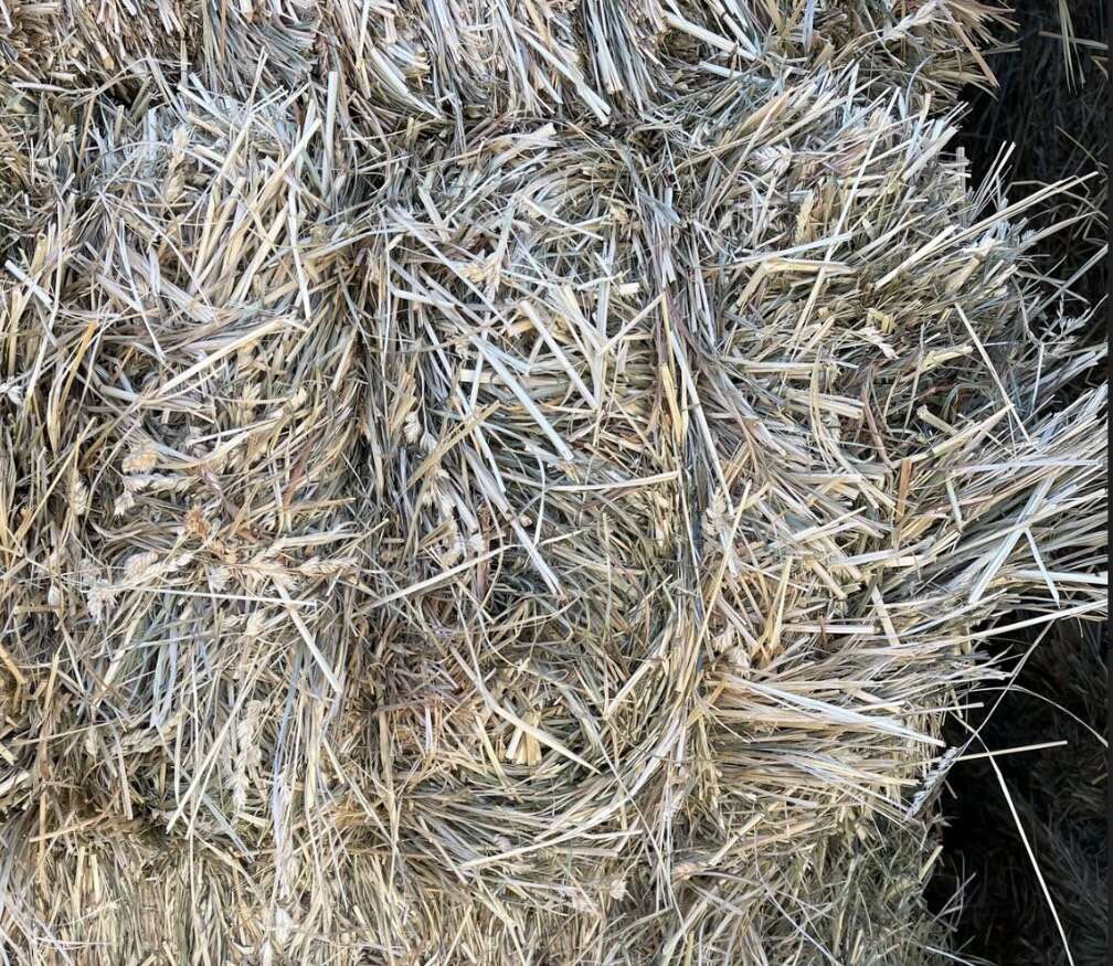 Orchard Grass Hay