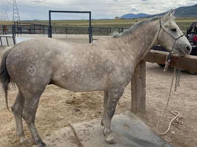 At Stud: Gunsmoke Little Sass DM
