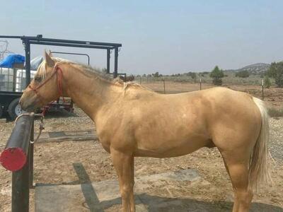 At Stud: Smokn Peppy James