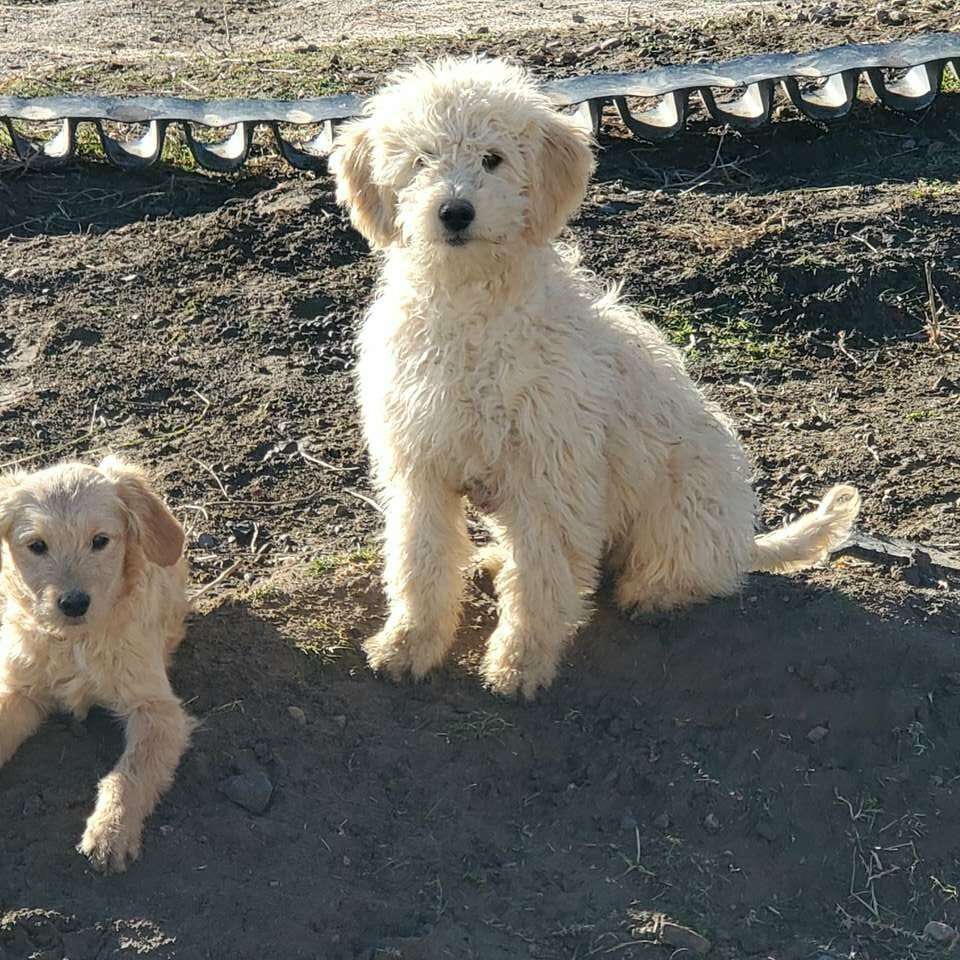 Mini Golden Doodles Pets