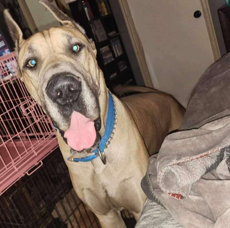 FREE DOG Great Dane Pets