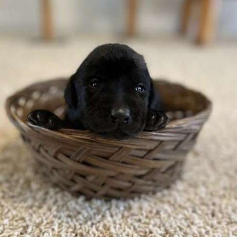 AKC Black Lab Puppies Pets