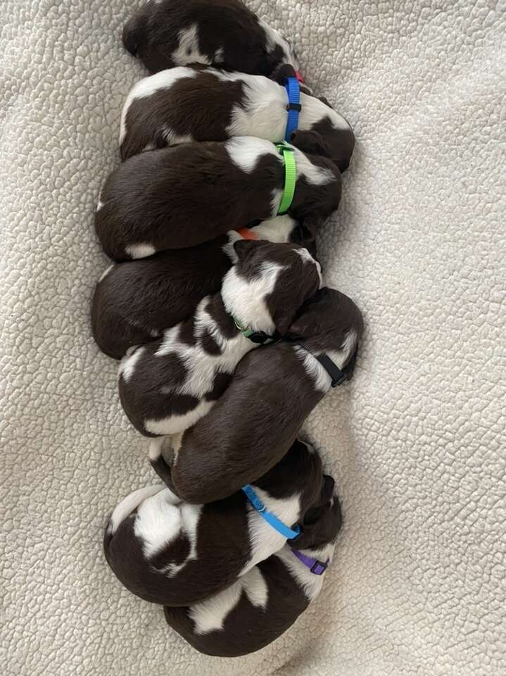 English Springer Spaniel Pets