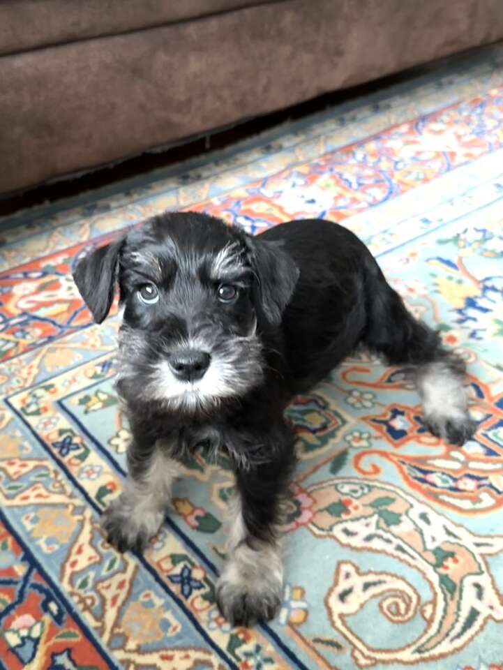 Purebred Miniature Schnauzer Puppy Pets