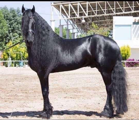 Imported Friesian Stallion At Stud