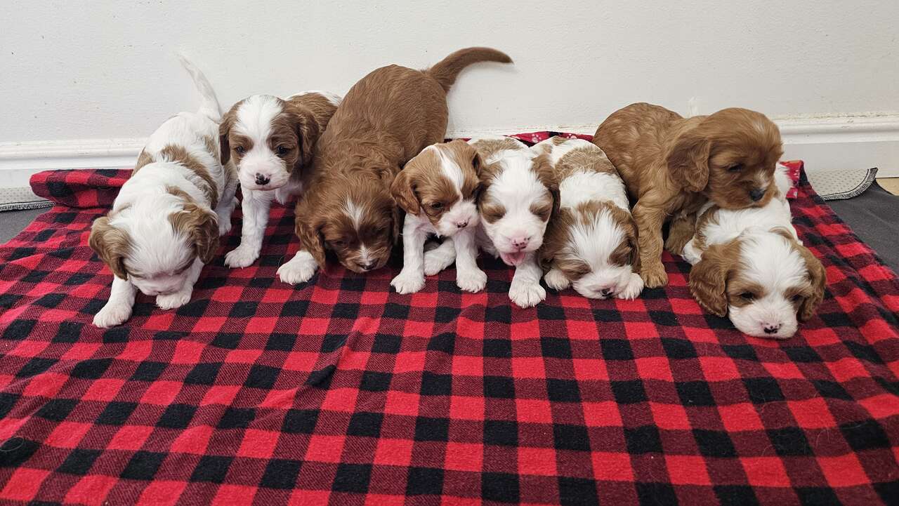 Cavapoo Puppies Pets