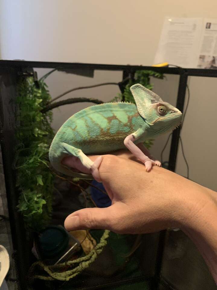 Veiled Chameleon With Everything