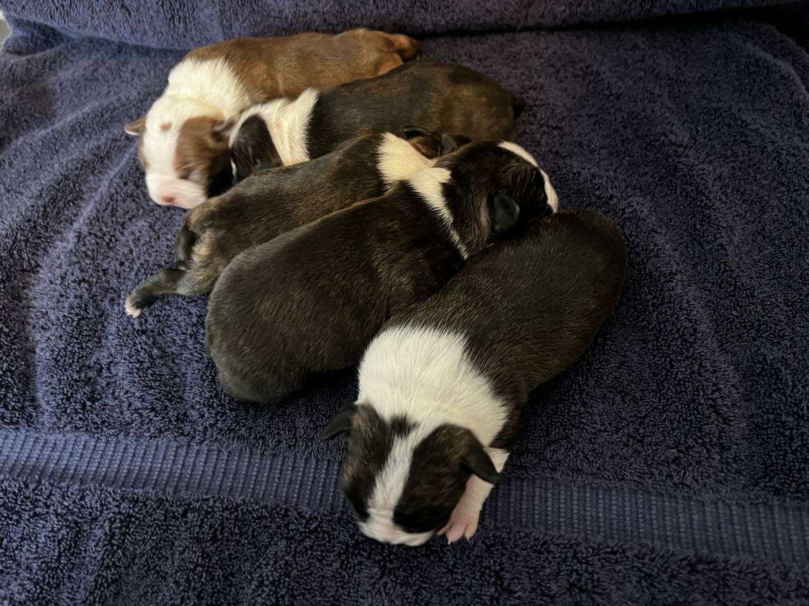 Ckc boston terrier shop puppies for sale