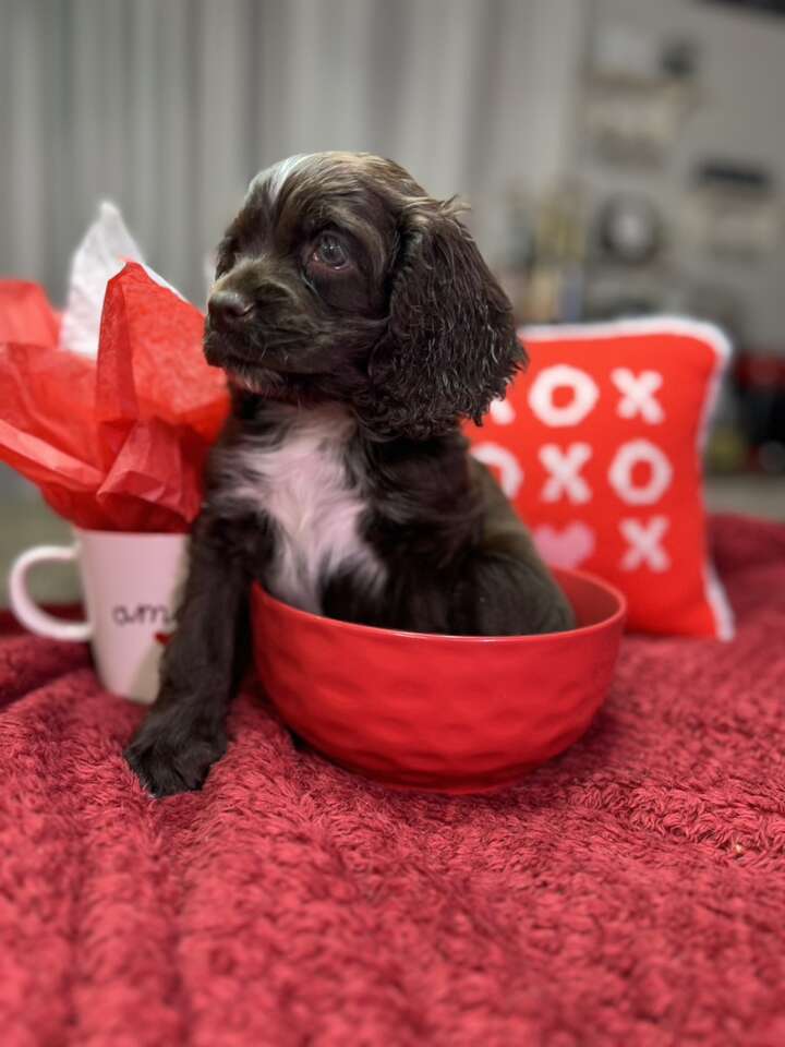 Cocker Spaniel Puppies Pets