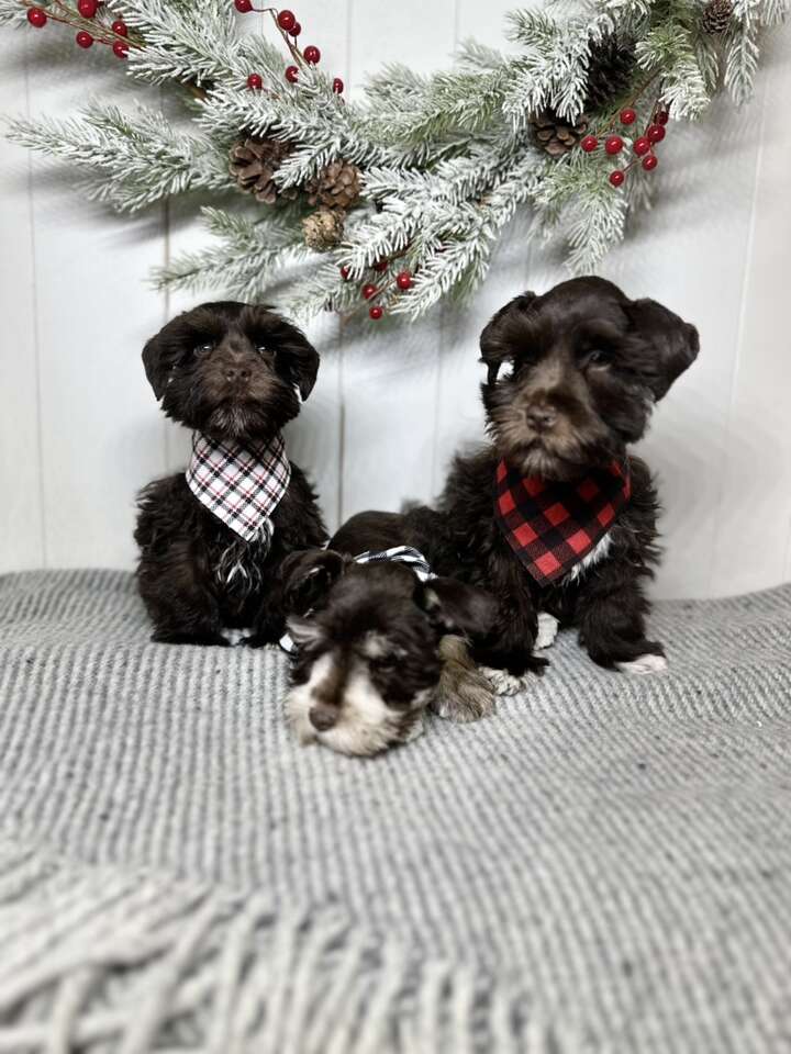 AKC registered Miniature Schnauzers Pets
