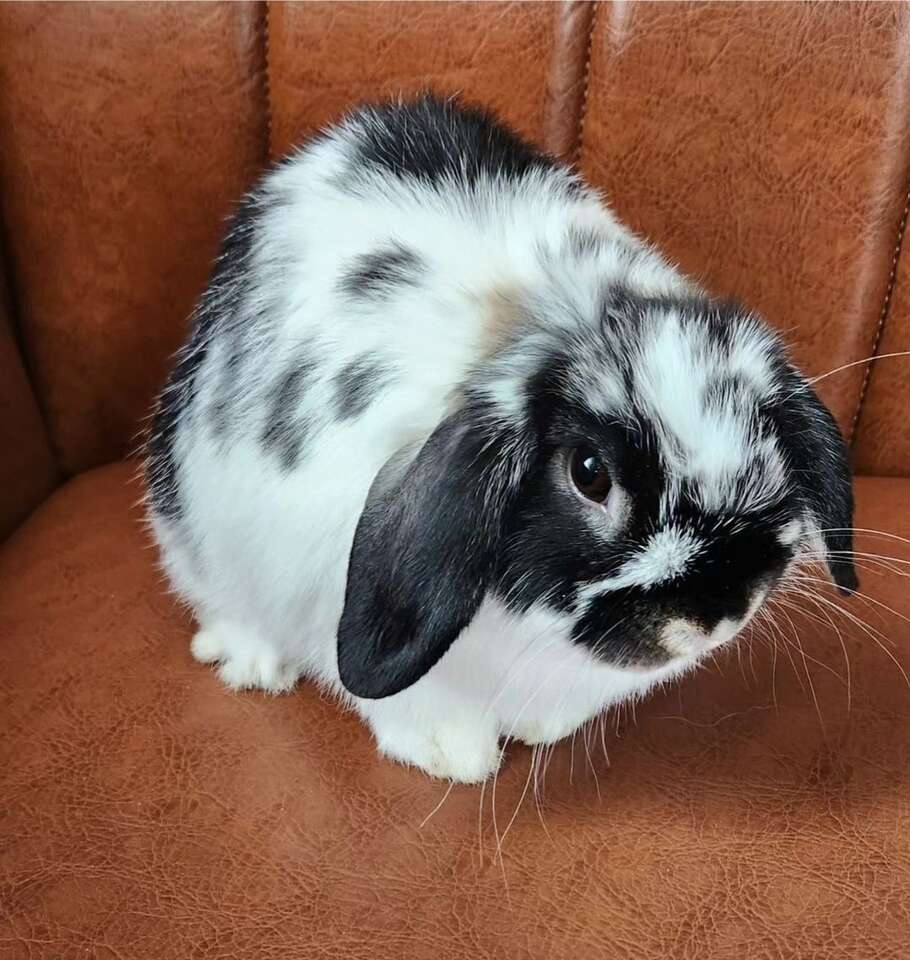 Breeding Pair Holland Lops