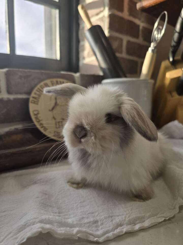 Holland Lop Buck Pedigreed