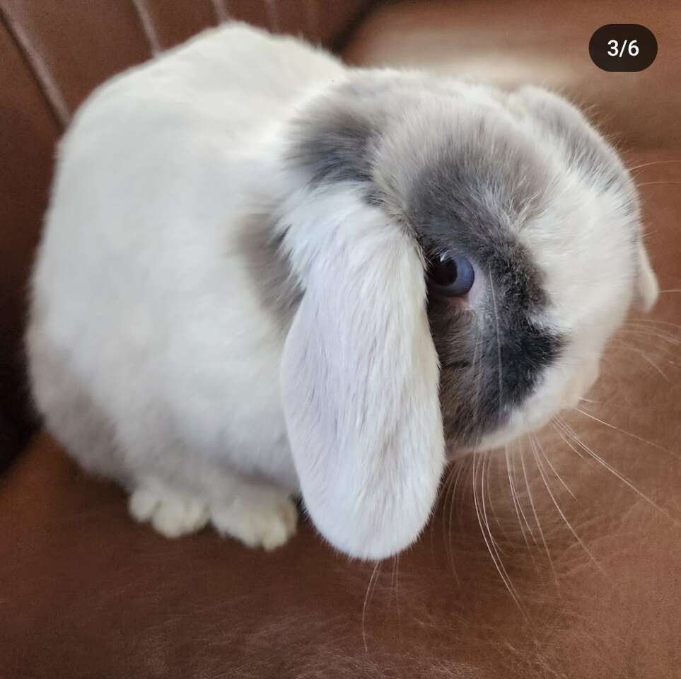 Pedigreed + Proven Holland Lop Doe