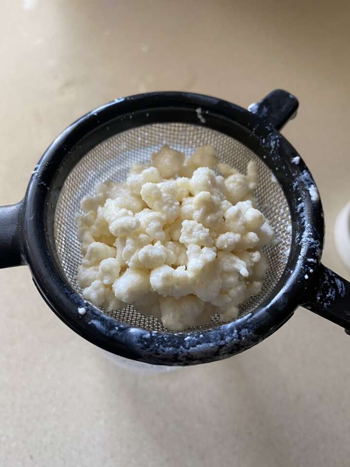 Milk Kefir grains