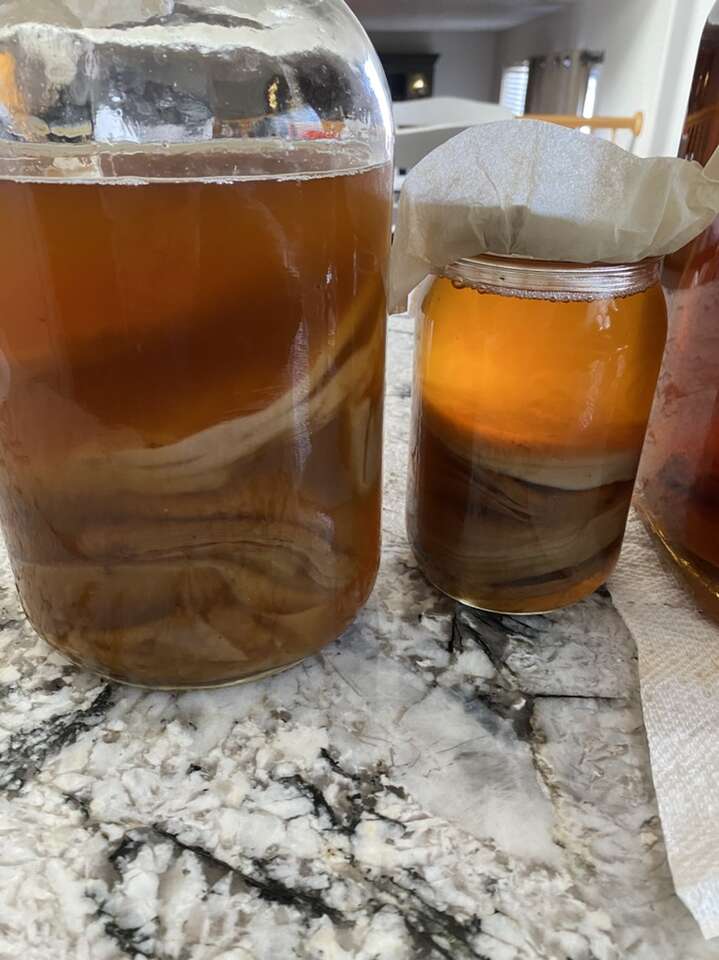Kombucha Scobe