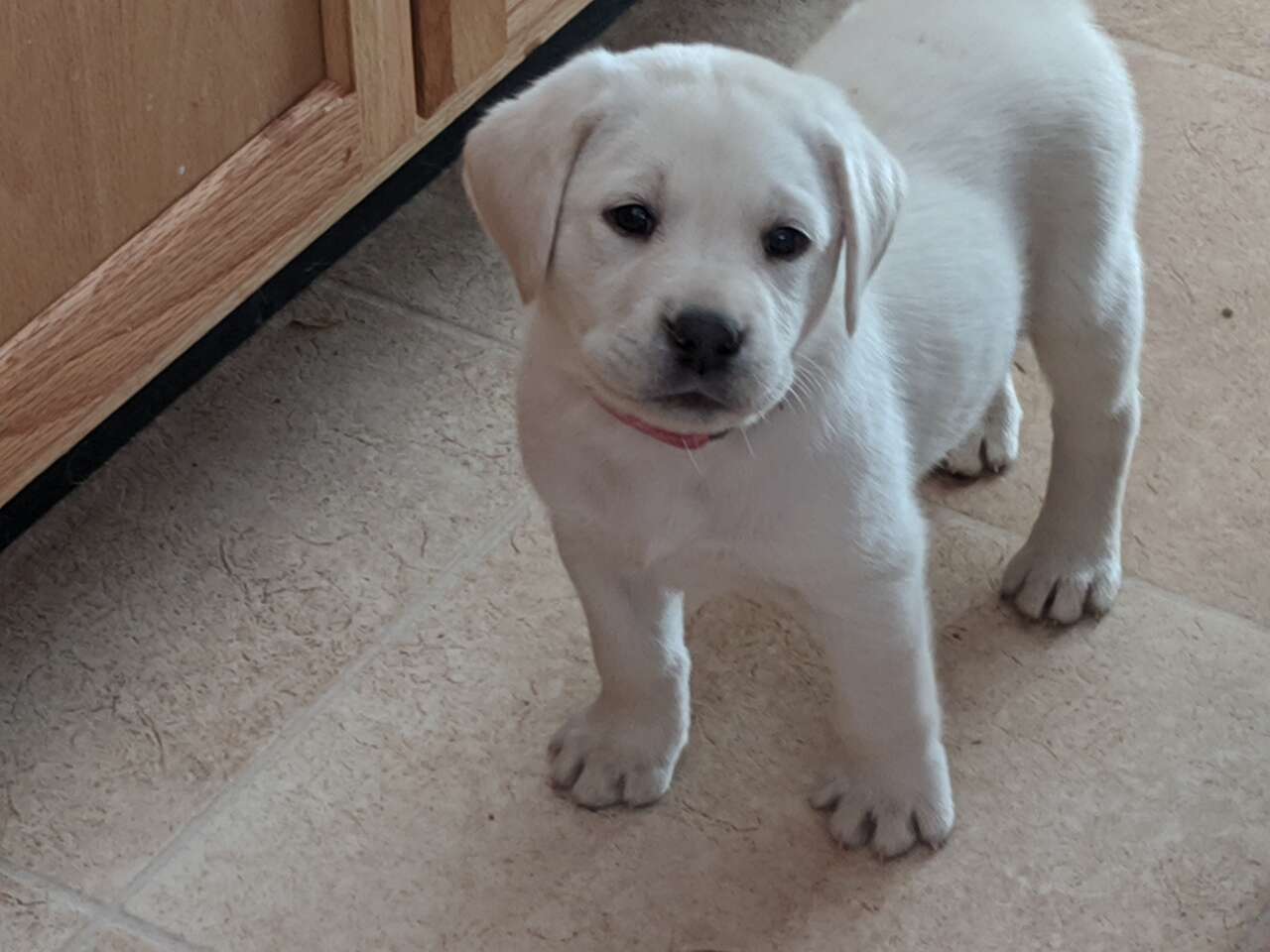 AKC REGISTERED WHITE LAB PUPPIES! | Pets | ksl.com