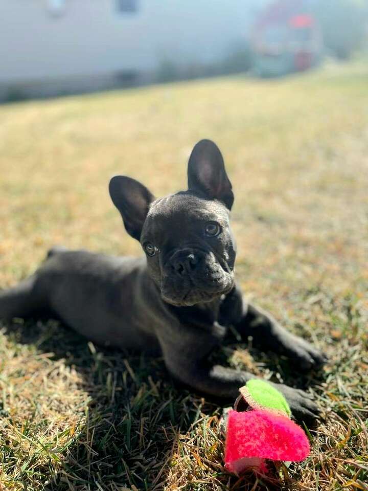 Provo, Blue and Tan French Bulldog Male