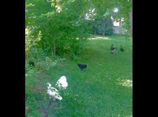 We would love any Unwanted Roosters/Hens/Ducks!ect