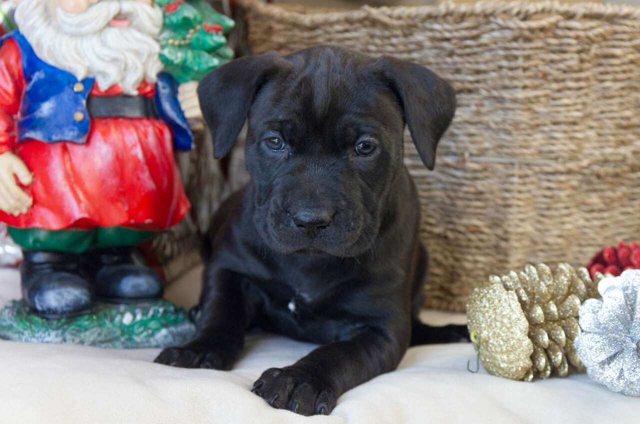 AKC registered Labrador puppies for sale Pets