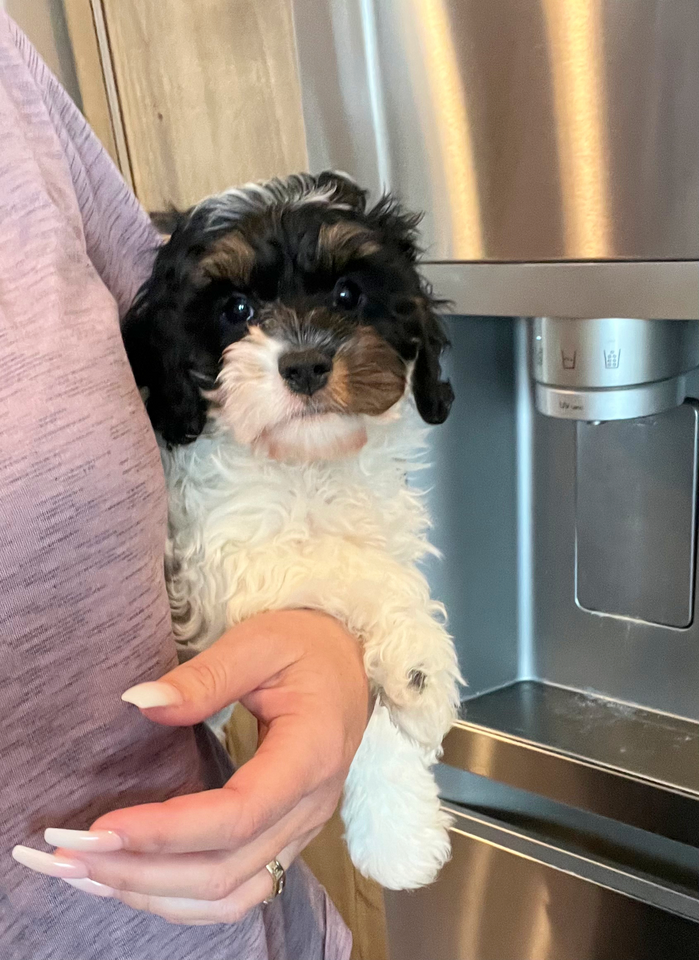 Cutest Teacup Cavapoo Puppies Pets