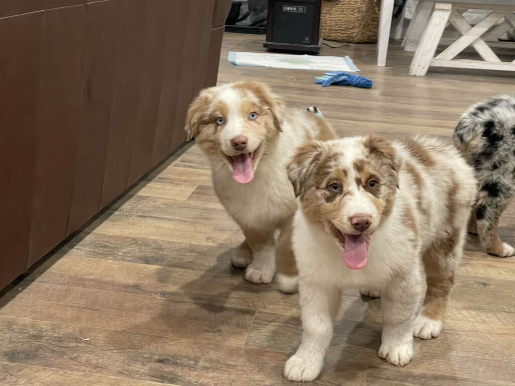 AKC Australian Shepherd Puppies Pets