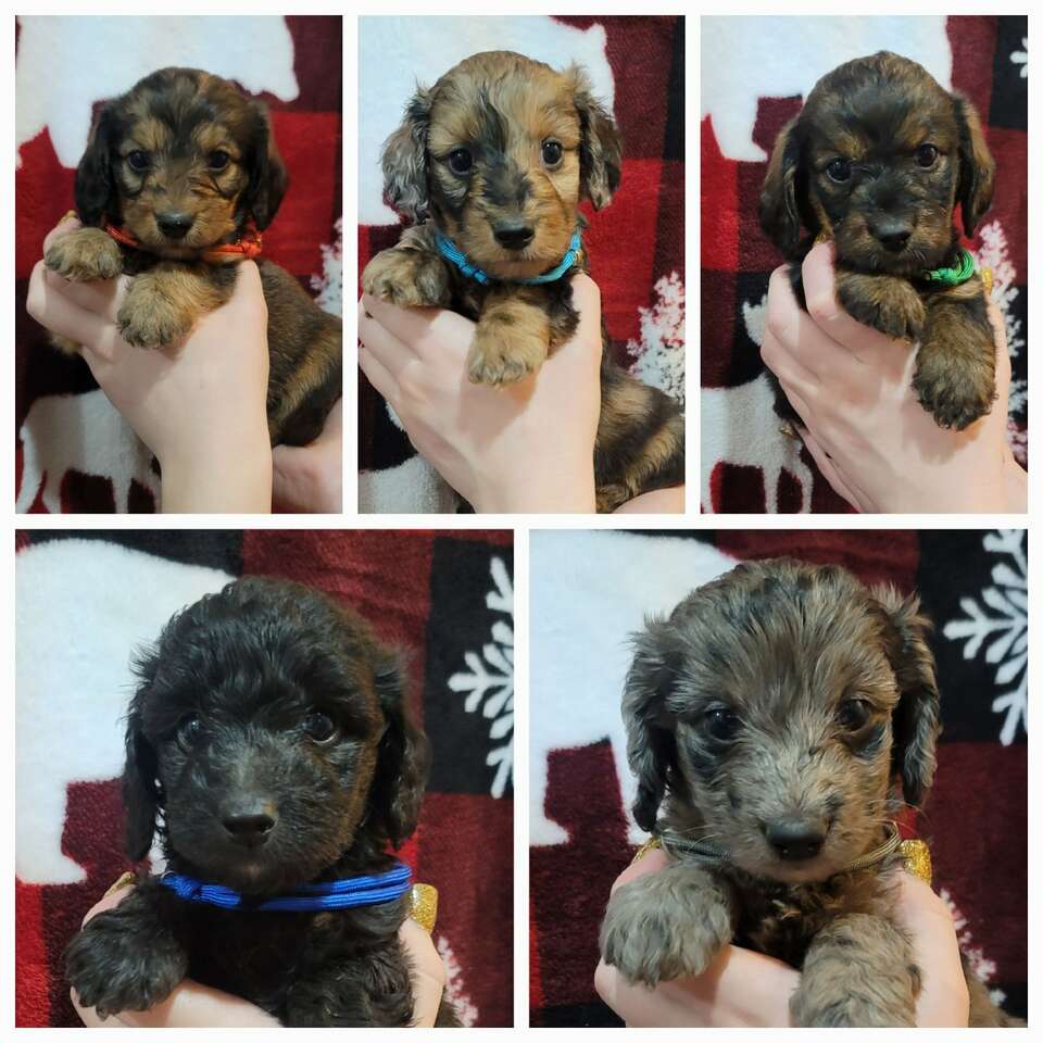 Mini Doxiepoos / Dachshund / Poodle Doxied… Pets