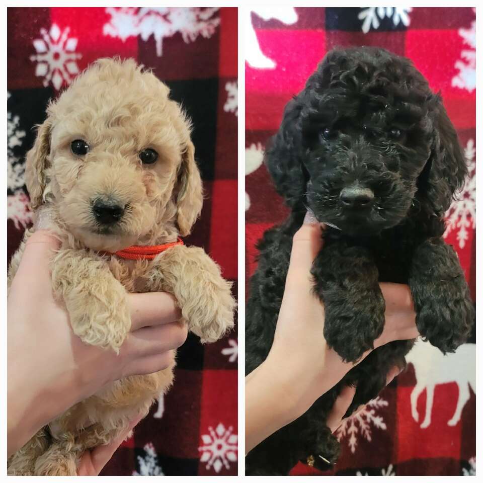 Beautiful F2B mini goldendoodle / golden p… Pets