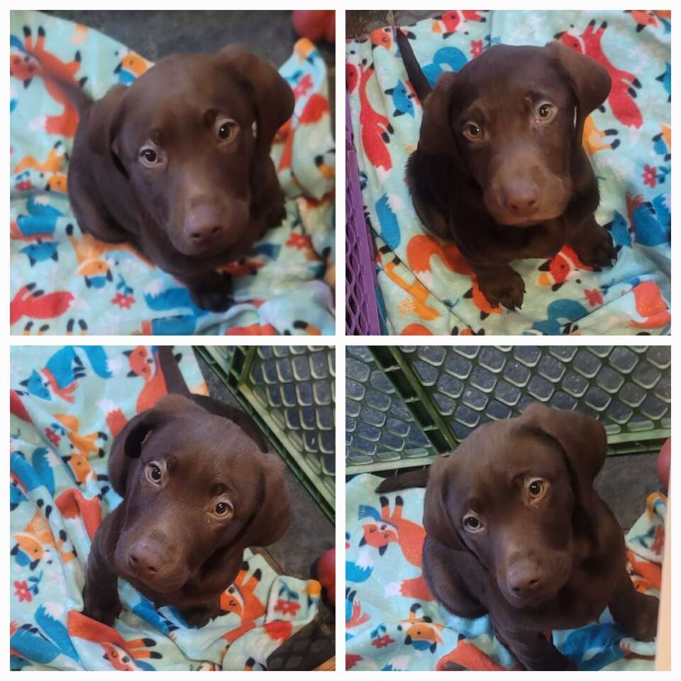 2 Chocolate Labradoodle pups Lab poodle 75… Pets