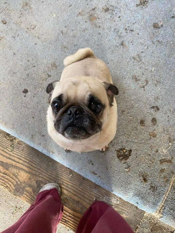 2 year old pug | Pets | ksl.com