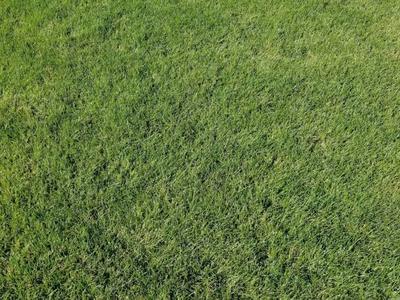 7 Seed Kentucky Blue Grass sod