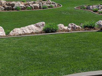 BEAUTIFUL 7 SEED KENTUCKY BLUE!!