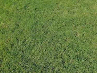 BEAUTIFUL 7 SEED KENTUCKY BLUE!!