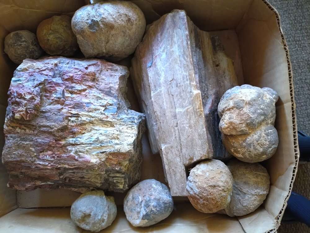 Geodes Petrified Wood Crystal Rocks Fossil Mineral