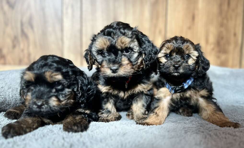 ***MicroMini Goldendoodle/Shorkie Puppies… Pets