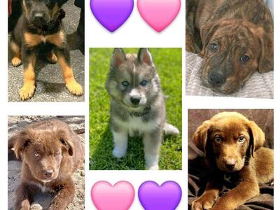 German Shepherd Puppies Pets ksl com German Shepherd Puppies Pets ksl com