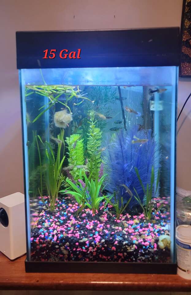 15-gallon-tall-aquarium-pets-ksl