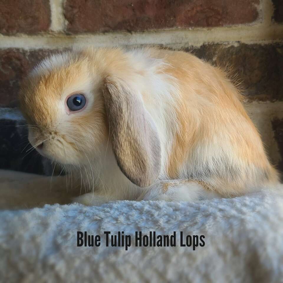 Tiny Unique Holland Lop