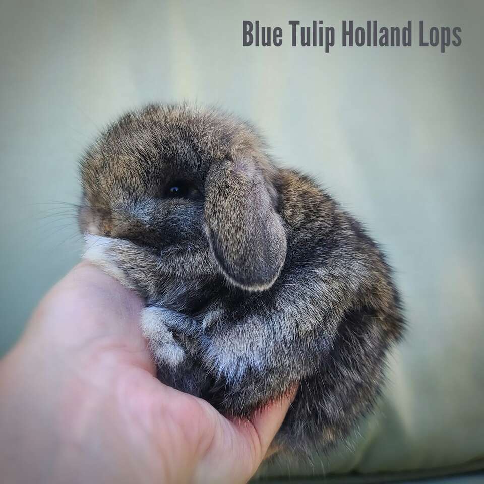 Cute Holland Lops