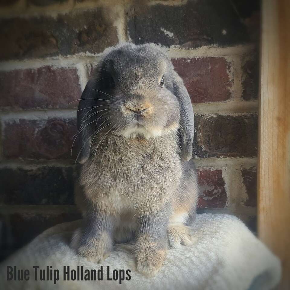 Sweetest Holland Lop