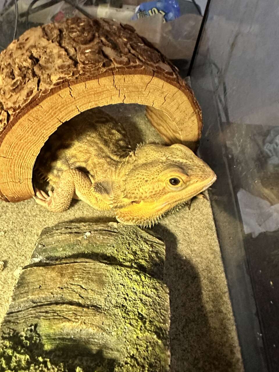 Free Adult Bearded Dragon FREE Ksl free-adult-bearded-dragon-free-ksl