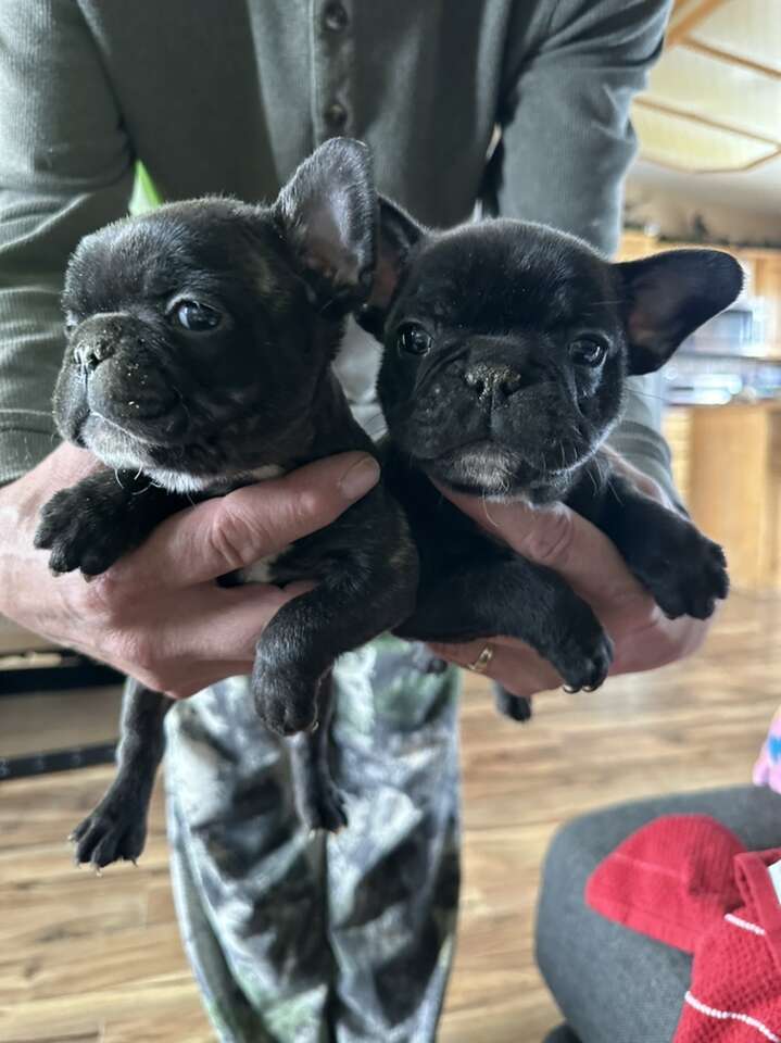 Akc french bulldog outlet puppies for sale