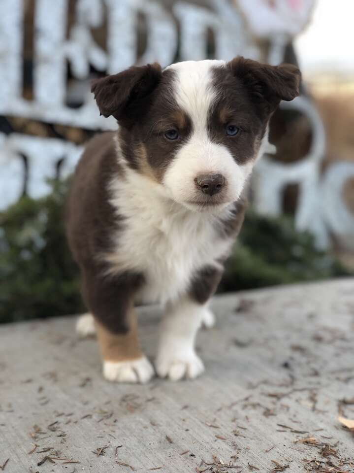 Mini Australian Shepherd Registered Pets