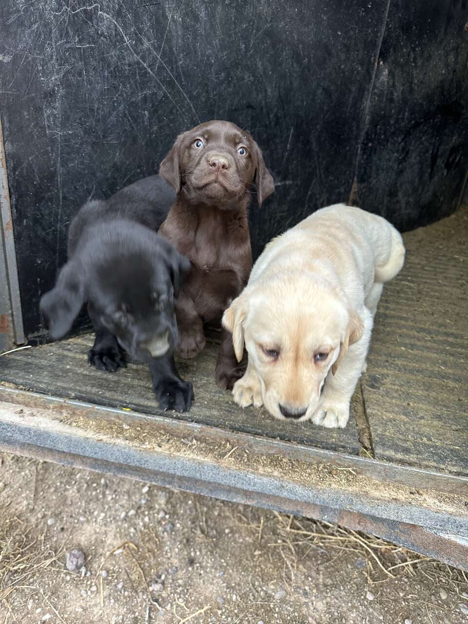 Pure bred lab puppies. Pets