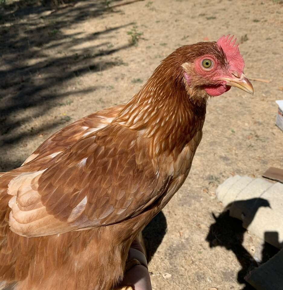 13 Layer Chickens FREE