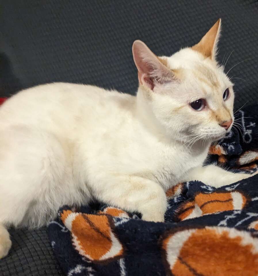 Snow Bengal Male Pets