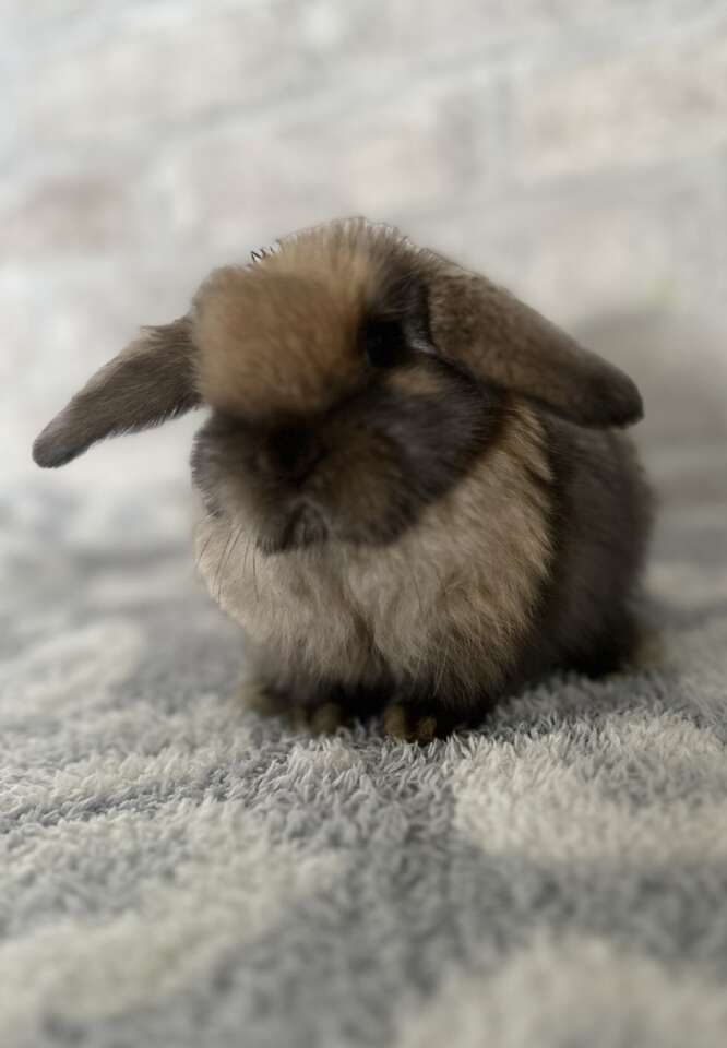 Adorable Holland Lop Bunnies - Ready This Week!