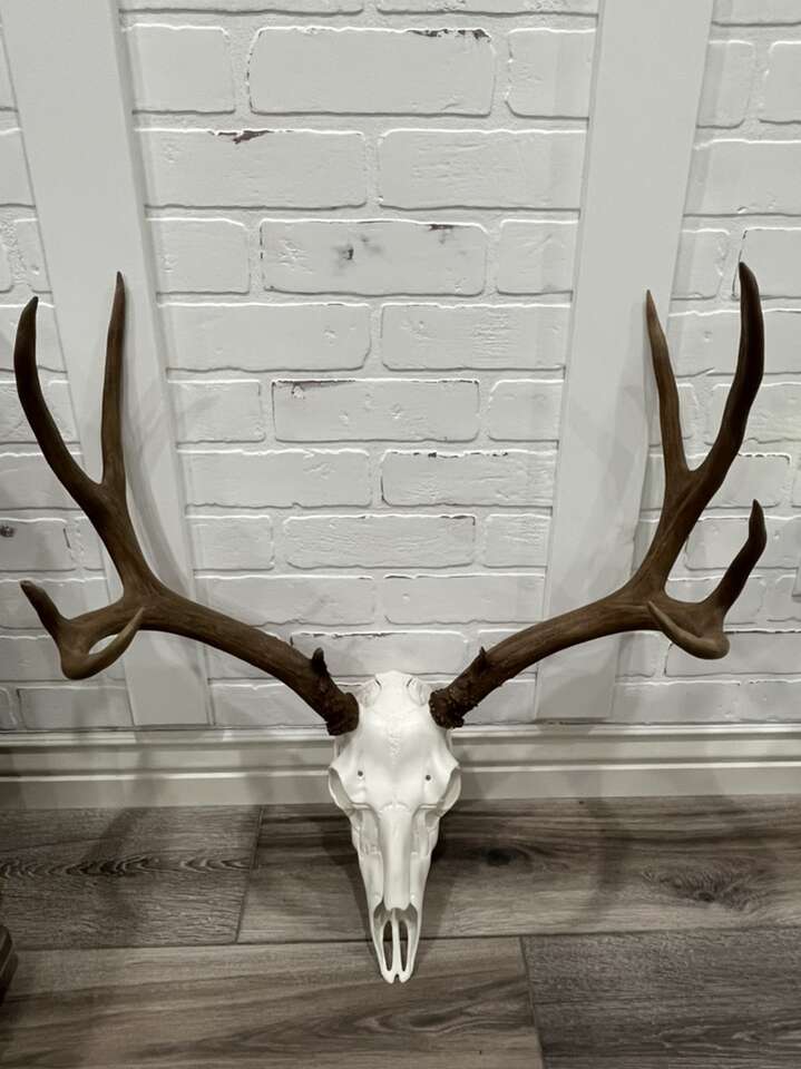Antler Restoration